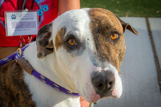 small dog adoption albuquerque