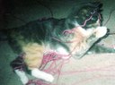 Callee the Cat with Yarn