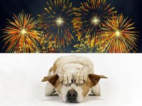 Albuquerque Animal Welfare Offers Pet Safety Tips for the Fourth of July