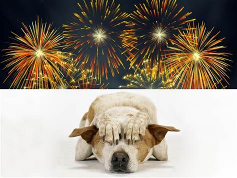 Albuquerque Animal Welfare Offers Pet Safety Tips for the Fourth of July