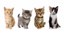 Animal Welfare Department Meets Spay/Neuter Goal