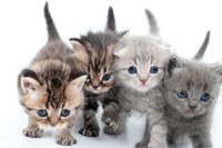 Animal Welfare Department Tackles “Kitten Season”