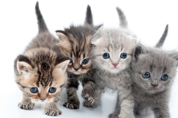 Animal Welfare Department Tackles “Kitten Season”