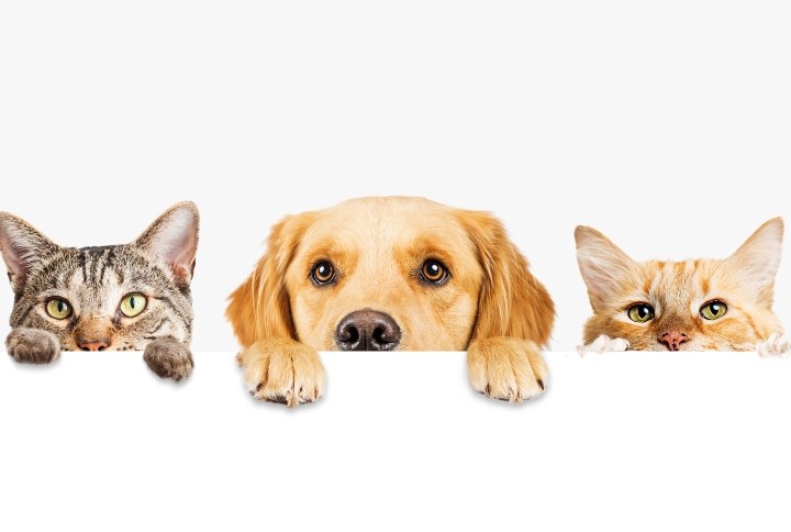 Before You Surrender Your Pet ... Before You Surrender Your Pet ...