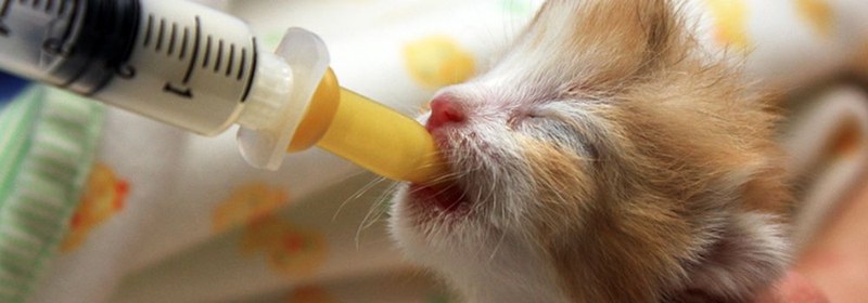 Calling Kitten Caregivers