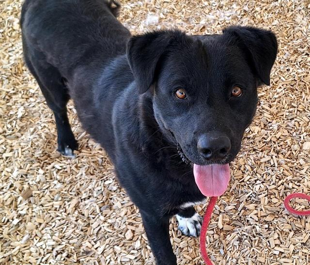 City Highlights “Adopt a Shelter Dog” Month as Shelters Near Capacity City Highlights “Adopt a Shelter Dog” Month as Shelters Near Capacity