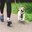 YOU Let the Dogs Out