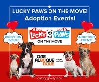 Join AWD for two Lucky Paws adoption events this weekend!