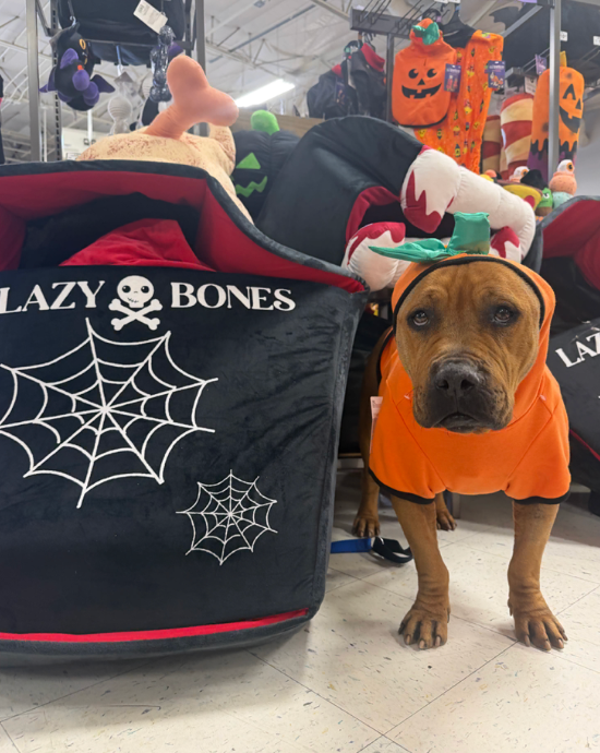AWD Partner the Wiggly Butts Foundation adoption event at NM Goatheads this weekend!