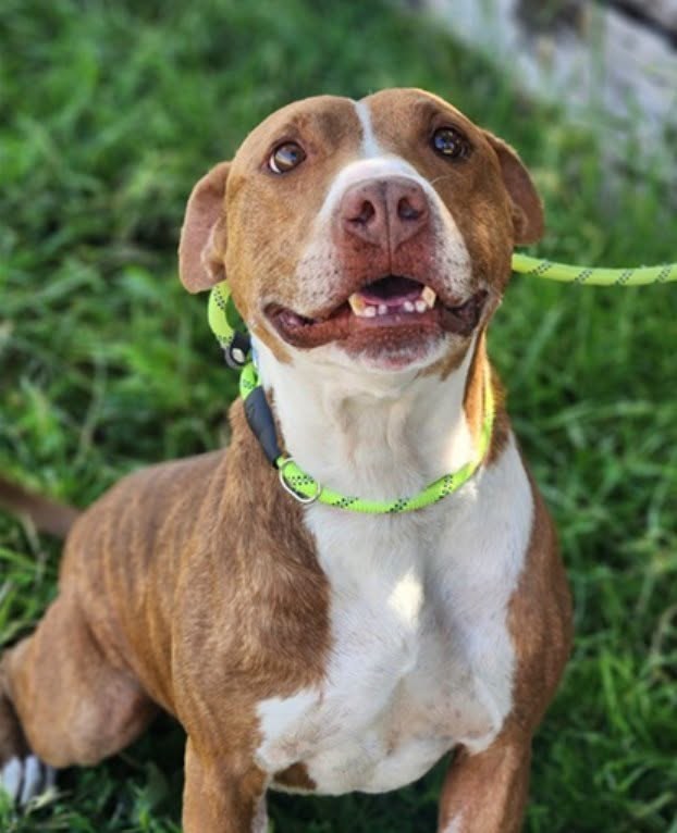 Keep Pets Safe by Keeping Them Leashed