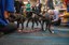 Rescue Pups Reunion: From Abandoned to Adored