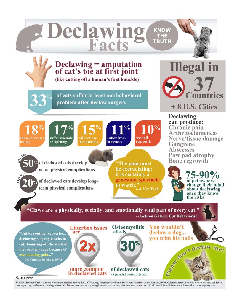 What, Exactly, is Declawing? What, Exactly, is Declawing?