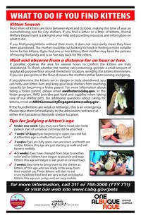 What to Do if You Come Across Kittens