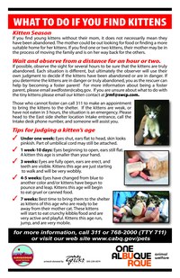 What To Do If You Come Across Kittens