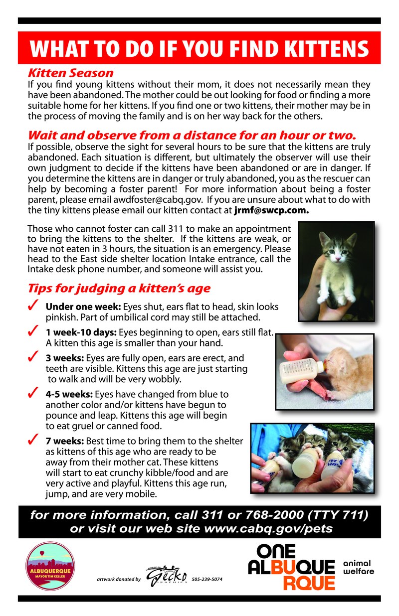 What To Do If You Come Across Kittens What To Do If You Come Across Kittens