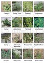 Chart of Nuisance Weeds