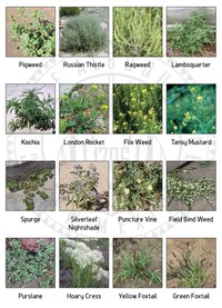 Chart of Nuisance Weeds Chart of Nuisance Weeds