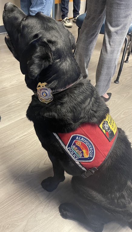 APD's Crisis Response Canine receives his official badge.