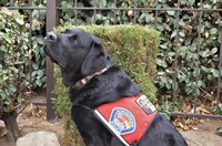 APD and PNM introduce new comfort dog Graham