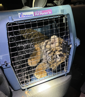 Officers Locate Tiger Inside Home while Responding to Shooting