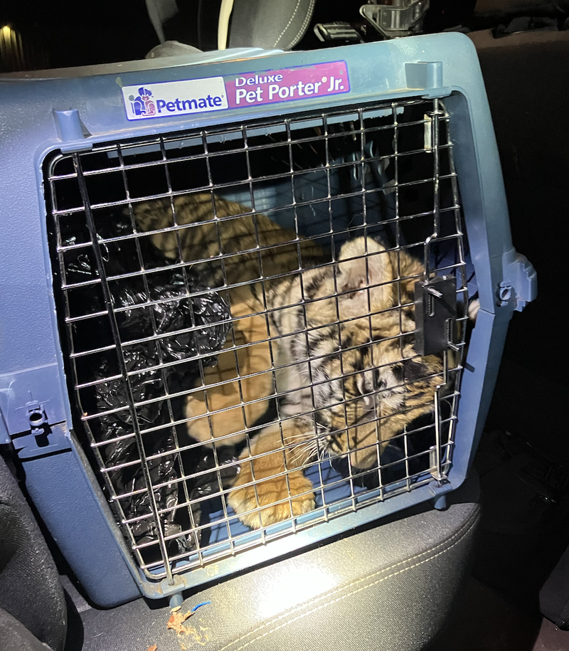 Officers Locate Tiger Inside Home while Responding to Shooting Officers Locate Tiger Inside Home while Responding to Shooting