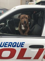 Pup Wants to be a Police K9