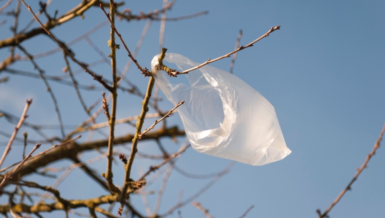 A plastic bag stuck in a tree