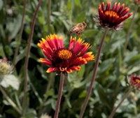Wildflower Project Supports Local Bee Population and Helps with Weed Control on City Medians