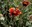 Wildflower Project Supports Local Bee Population and Helps with Weed Control on City Medians
