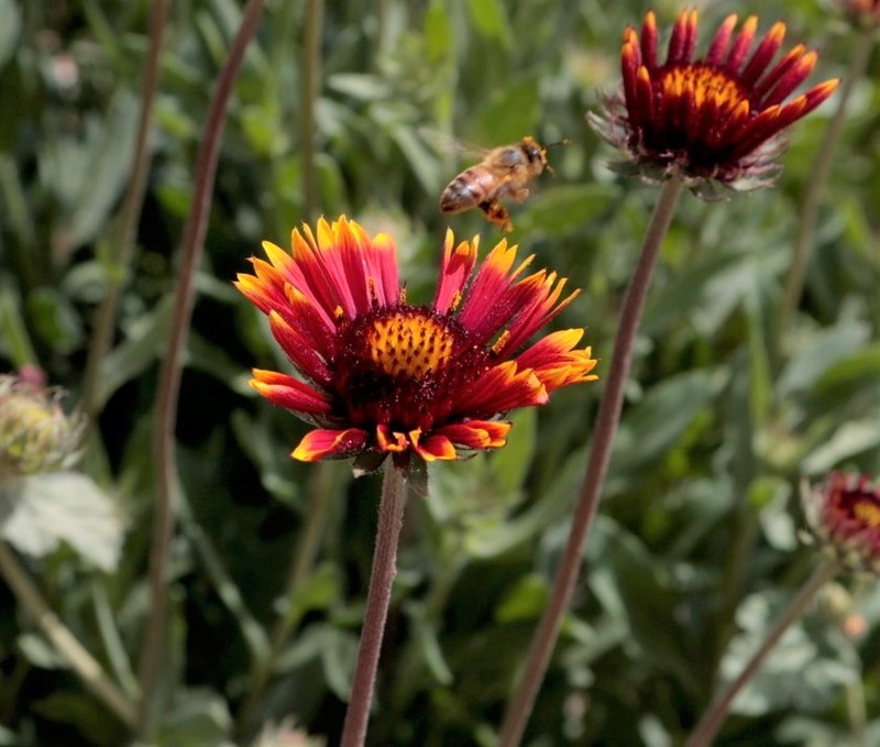 Wildflower Project Supports Local Bee Population and Helps with Weed Control on City Medians Wildflower Project Supports Local Bee Population and Helps with Weed Control on City Medians