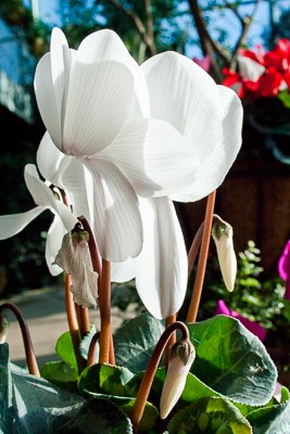 A white cyclamen blooms in the Mediterranean Conservatory.