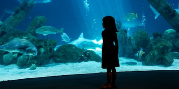Aquarium Overnight for Summer Activities Page