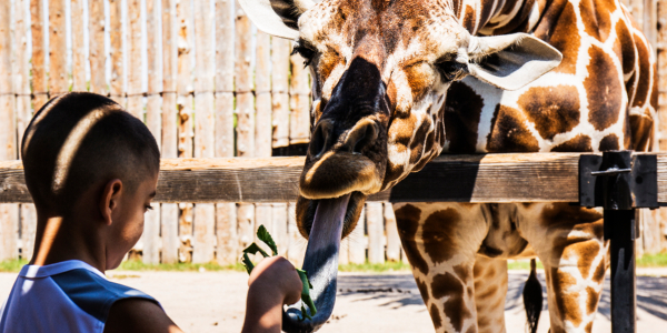 Child Feeding Giraffe
