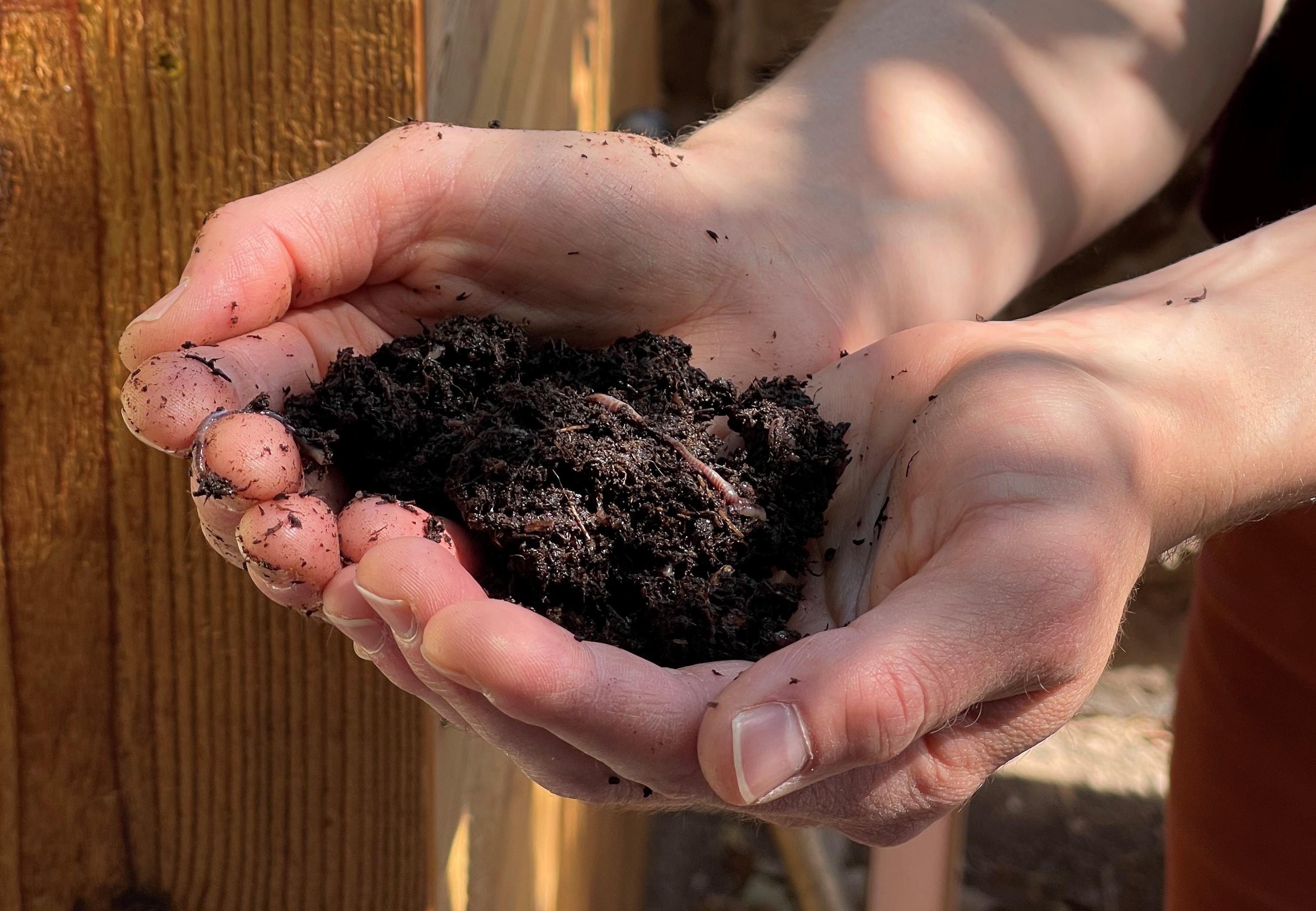 composting and red wigglers cradled in two open hands.