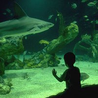 Child at aquarium